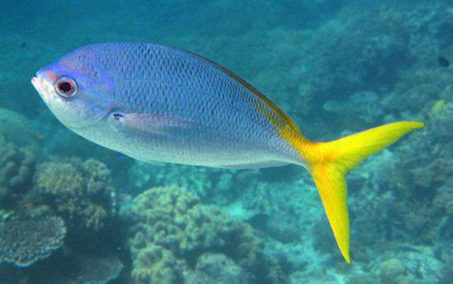 Diving in Australia, Airlie Beach - By Annacarina