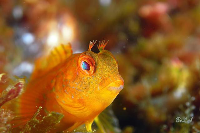 Diving in Spain, Basque Country - By ILO
