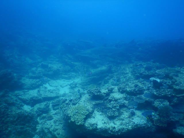 Go Dive Brisbane - Dive Center in Australie