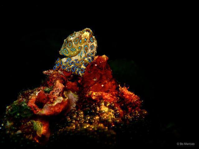 Savedra Dive Center - Dive Center in 菲律宾