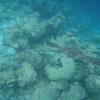 Picture taken during the dive