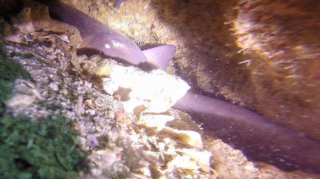 Aussie Divers Phuket - Dive Center in Thailand