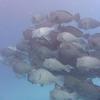 Picture taken during the dive