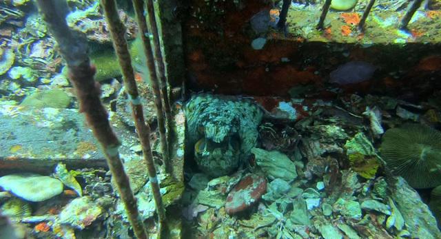 Gili Divers - Dive Center in Indonesia