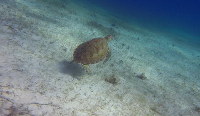 Frenchie's Diving Services - Dive Center in Belize