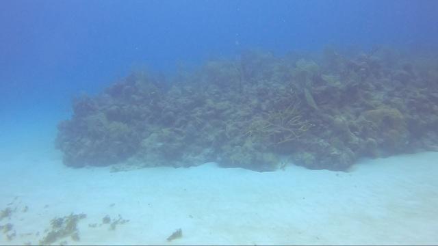 Diving in Mexico, Mahahual - By Marco