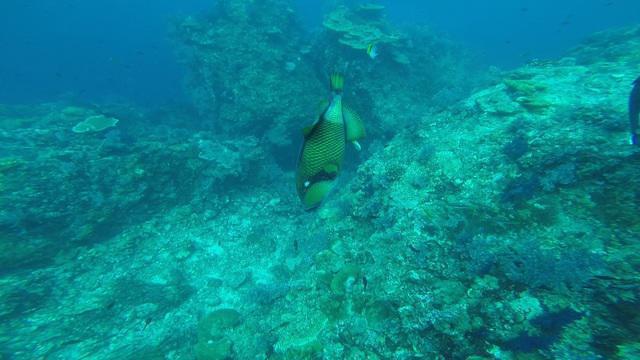 Flip Flop Divers - Dive Center in Thailand