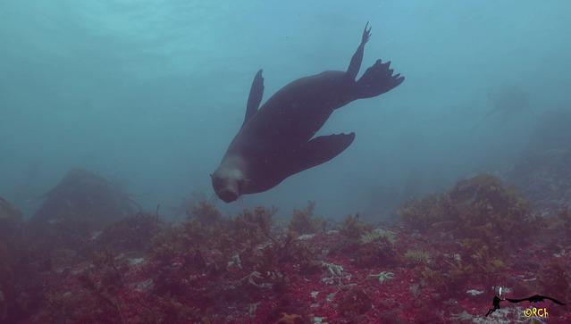 Pisces Divers - Dive Center in South Africa