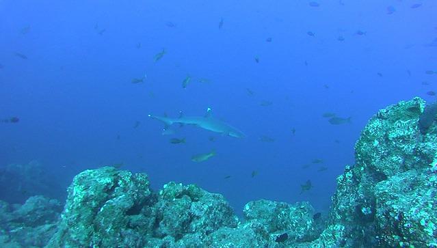 Baja Diving & Service/Club Cantamar - Dive Center in México