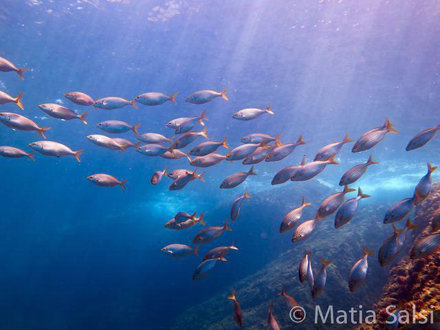 Lorenzo Sub - Dive Center in Italy