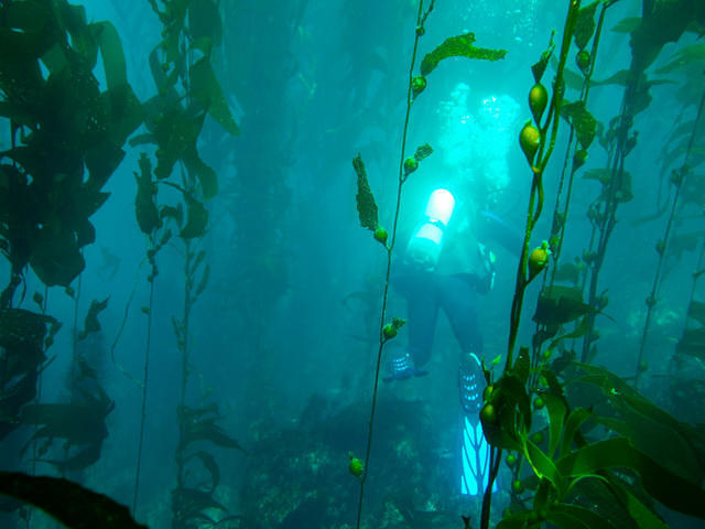 Raptor Dive - Dive Center in United States