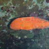 Picture taken during the dive