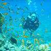 Picture taken during the dive