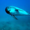 Picture taken during the dive