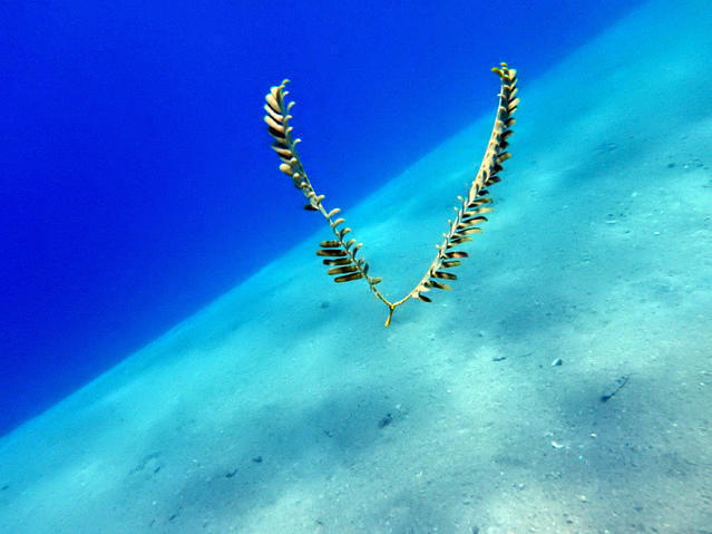 Isrotel Manta - Dive Center in Israel