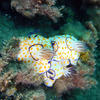 Picture taken during the dive