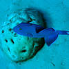 Picture taken during the dive