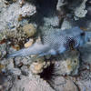 Picture taken during the dive