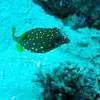 Picture taken during the dive