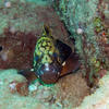 Picture taken during the dive