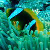 Picture taken during the dive