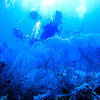 Picture taken during the dive