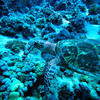 Picture taken during the dive