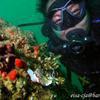 Picture taken during the dive