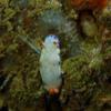 Picture taken during the dive