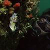 Picture taken during the dive