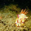 Picture taken during the dive