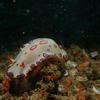 Picture taken during the dive