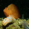 Picture taken during the dive