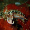 Picture taken during the dive