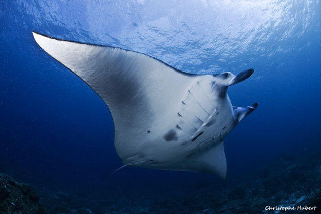 Legend Diving Lembongan - Dive Center in Indonesia