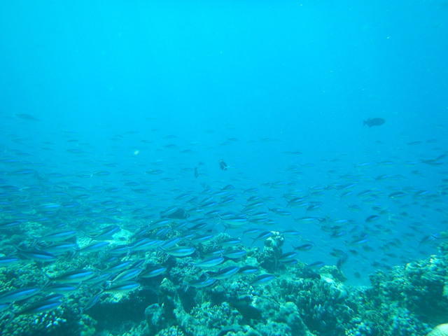 Divine Divers - Dive Center in Indonesia