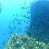 Picture taken during the dive