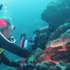 Picture taken during the dive