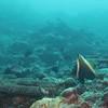 Picture taken during the dive