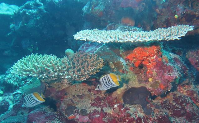 Diving in Vanuatu, Mele Bay - By Steve Grimmett