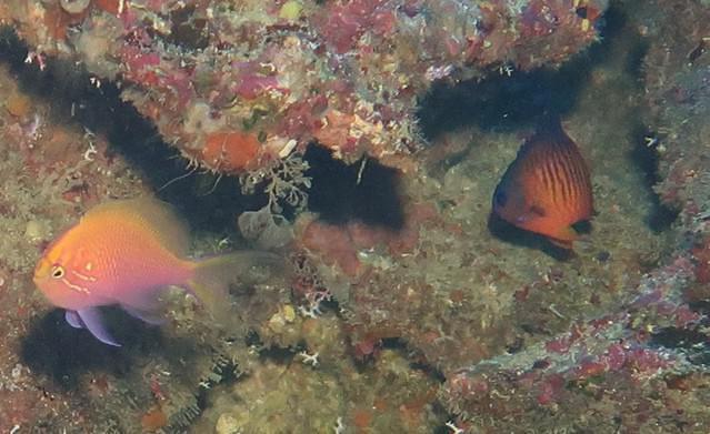 Diving in Vanuatu, Mele Bay - By Steve Grimmett