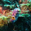 Picture taken during the dive