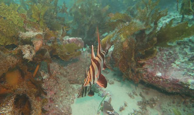 Indepth Scuba - Dive Center in Australia