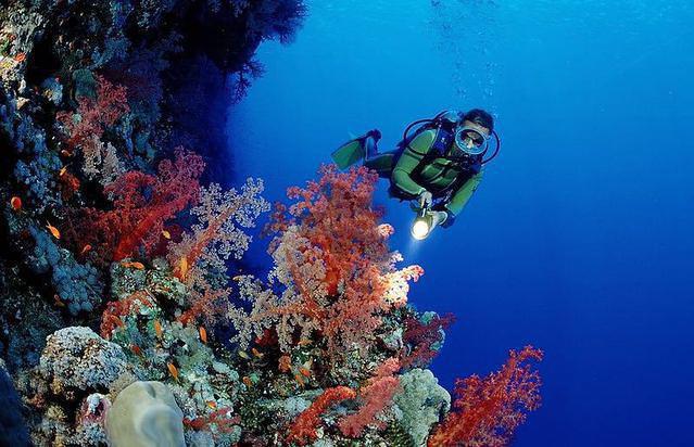 Shark Diver - Dive Center in United States