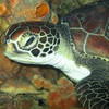 Picture taken during the dive