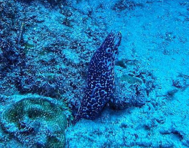 St. Croix Ultimate Bluewater Adventures - Dive Center in US Virgin Islands