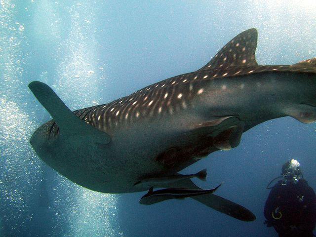 Southern Cross (lob) - Liveaboard in Maldives