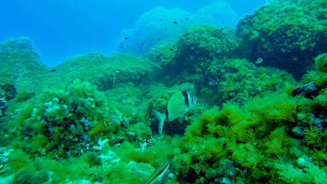 Diving Menorca - Dive Center in Spain