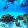 Picture taken during the dive