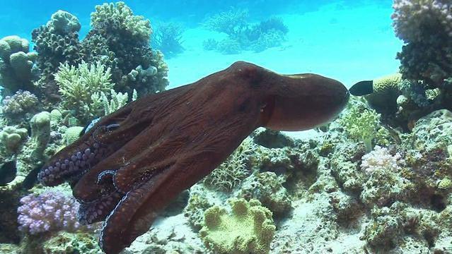 Diving in Arabie saoudite, Makkah - By nickname